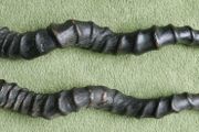 Antique Black Buck Horns 1800's Rare Horns Length 22"