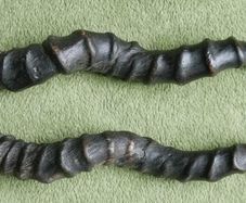 Antique Black Buck Horns 1800's Rare Horns Length 22"