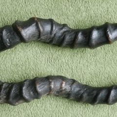 Antique Black Buck Horns 1800's Rare Horns Length 22"