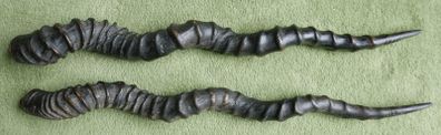 Antique Black Buck Horns 1800's Rare Horns Length 22"