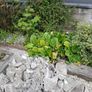 Free Mature Plants Image 3