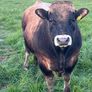 Aubrac bulls Image 3