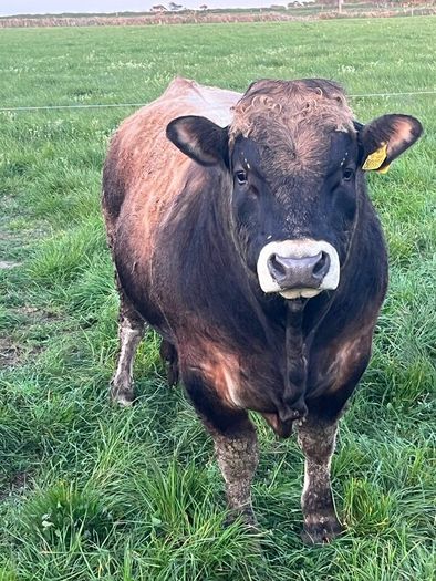 Aubrac bulls