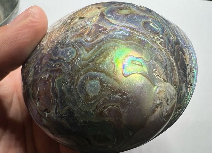 New Zealand Paua Abalone 3 Sea Shells Mother of Pearl