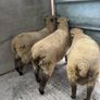 Shrophshire Ram and Shropshire Ram Lambs Image 3