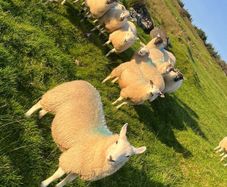 Hilltex organic ewe lambs