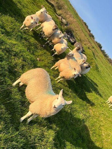 Hilltex organic ewe lambs