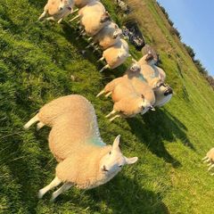 Hilltex organic ewe lambs