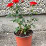 Rosa Drift Red Rose Plant Image 3