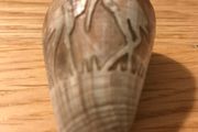 1900's Hand Carved Storks on Sea Shell