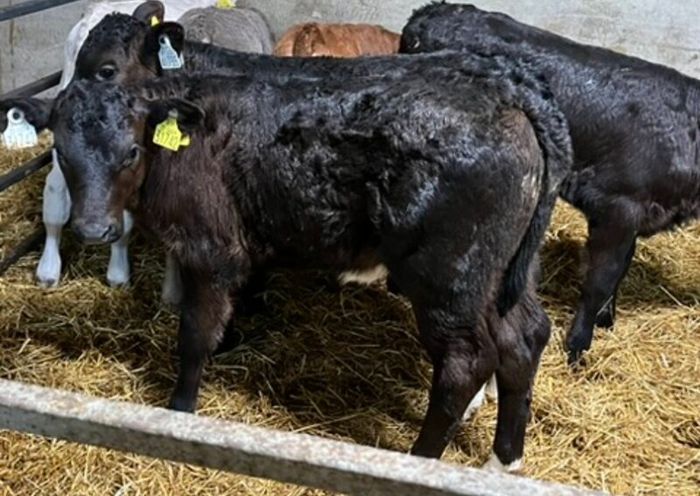 Limousin Calves