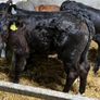 Limousin Calves Image 8