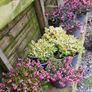 Large Heathers, three euros Image 4