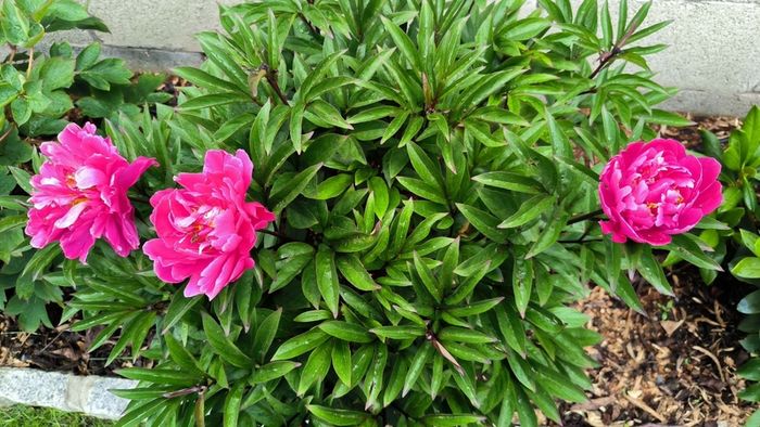 Paeonia lactiflora