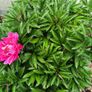 Paeonia lactiflora Image 3