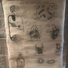 6 Antique medical charts by J Wright&Sons Bristol