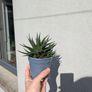 Haworthia Plant Image 2