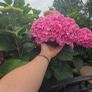 Hortensia Image 5