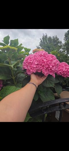 garden plants