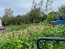 hedge cutting Image 3