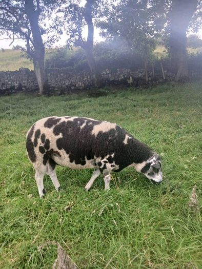 Dutch Spotted sheep