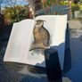 Large hardback book on bird illustrations, D18 post 7e Image 2