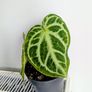 Anthurium Crystallinum Plant Image 3