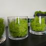 Glass vases x 3 with artificial moss Image 9