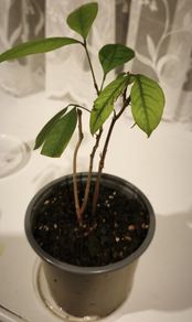 Young Lychee Plant . Grown from Seed