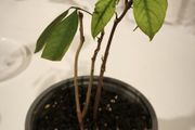 Young Lychee Plant . Grown from Seed