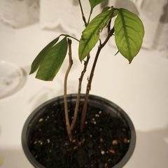 Young Lychee Plant . Grown from Seed