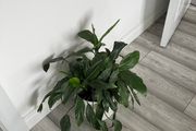 Peace Lily / Spathiphyllum Indoor Plant with White Pot