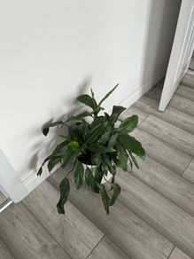 Peace Lily / Spathiphyllum Indoor Plant with White Pot