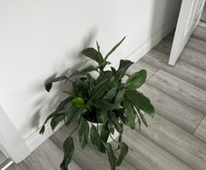 Peace Lily / Spathiphyllum Indoor Plant with White Pot