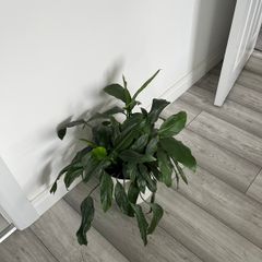 Peace Lily / Spathiphyllum Indoor Plant with White Pot