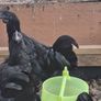 Ayam Cemani Rooster and Hens Image 7