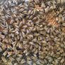National Bee hive Image 3