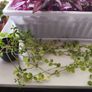 Houseplant Bundle Tradescantia Nanouk, Peperomia & Cacti Image 2