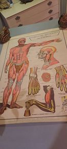 Vintage Anatomy Poster E. J. Arnold