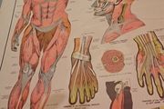 Vintage Anatomy Poster E. J. Arnold