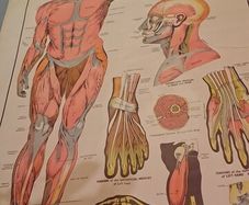 Vintage Anatomy Poster E. J. Arnold
