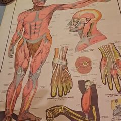 Vintage Anatomy Poster E. J. Arnold