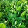 Laurel Hedging Image 5