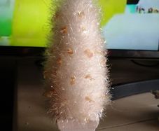 miniature white Christmas tree