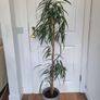 Ficus Alii plant in ceramic pot Image 2