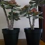Ikea Plant decor Image 4
