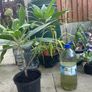 Extra large Echium Candicans - Pride of Madeira Image 2
