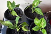 Plant