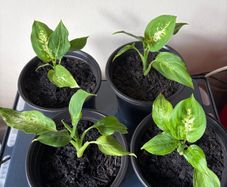 Plant