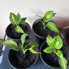 Plant